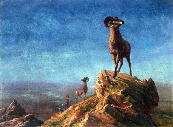  Albert Bierstadt Rocky Mountain Big Horns - Canvas Art Print