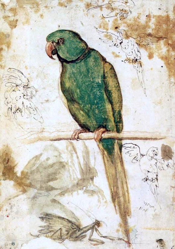  Giovanni Da Udine Study of a Parrot - Canvas Art Print