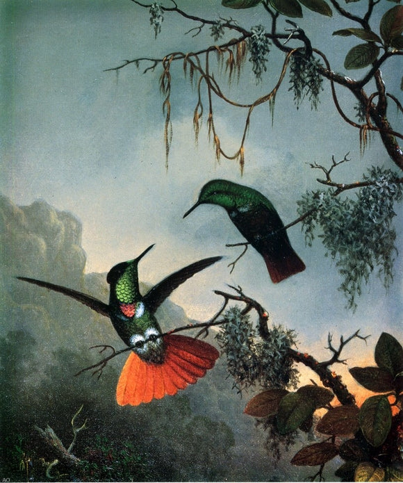  Martin Johnson Heade Two Hummingbirds - Canvas Art Print