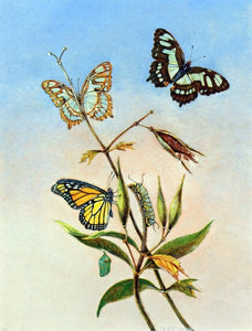  II Titian Ramsey Peale Butterflies - Canvas Art Print