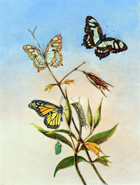  II Titian Ramsey Peale Butterflies - Canvas Art Print