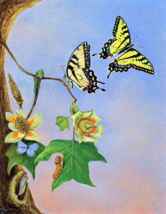  II Titian Ramsey Peale Butterflies (also known as Papilio Turnus) - Canvas Art Print