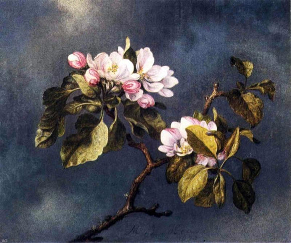  Martin Johnson Heade Apple Blossoms - Canvas Art Print