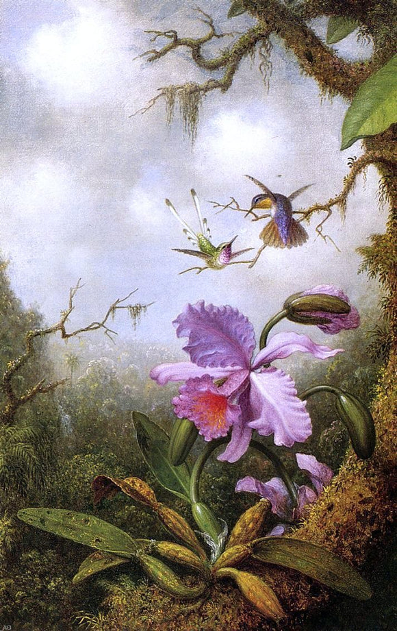  Martin Johnson Heade Two Hummingbirds and a Pink Orchid - Canvas Art Print