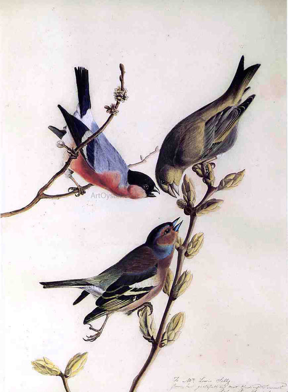  John James Audubon A Chaffinch, Bullfinch and Greenfinch on a Branch of Budding Chestnuts - Canvas Art Print