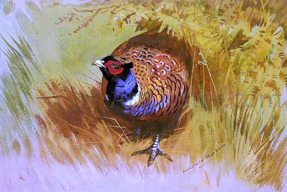  Archibald Thorburn A Cock Pheasant - Canvas Art Print