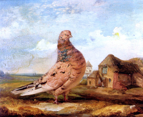  James Ward A Fancy Pigeon - Canvas Art Print