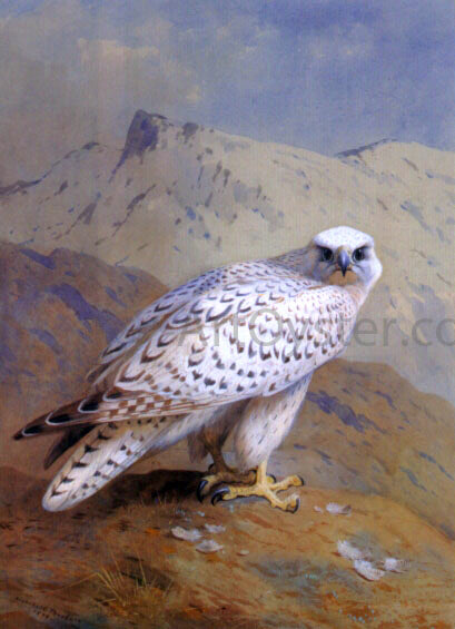  Archibald Thorburn A Greenland, or Gyr Falcon - Canvas Art Print