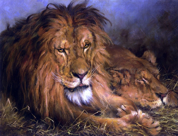  Geza Vastagh A Lion and Lioness - Canvas Art Print