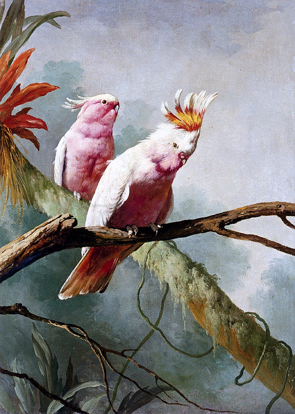 Jacques Barraban A Pair Of Leadbeaters Cockatoos - Canvas Art Print