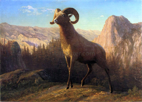  Albert Bierstadt A Rocky Mountain Sheep, Ovis, Montana - Canvas Art Print