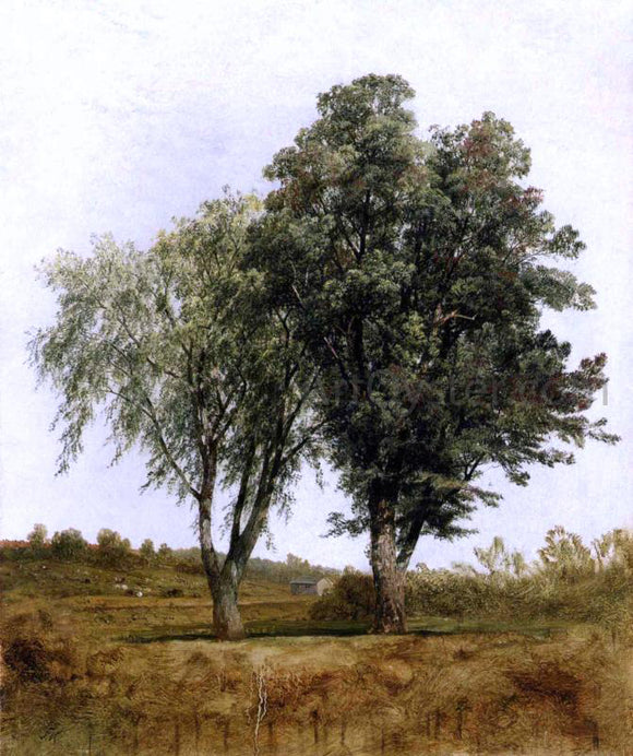 John Frederick Kensett A Study of Trees - Canvas Art Print