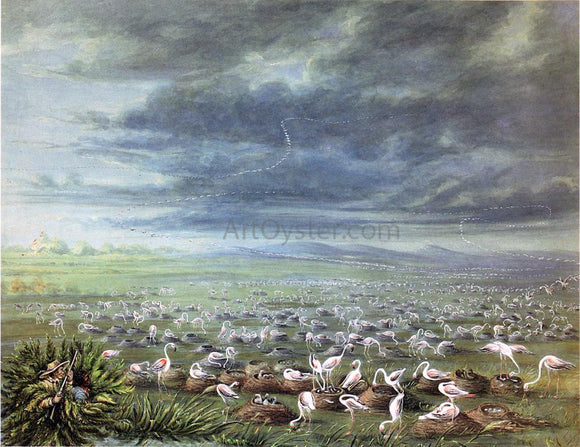  George Catlin Ambush for Flamingos in South America - Canvas Art Print