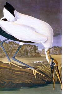  John James Audubon American Stork - Canvas Art Print