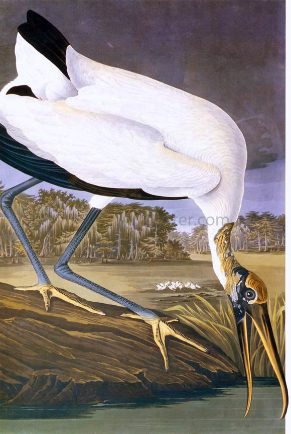  John James Audubon American Stork - Canvas Art Print