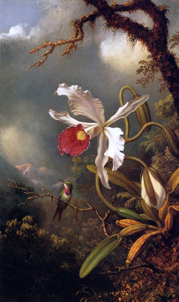  Martin Johnson Heade An Amethyst Hummingbird with a White Orchid - Canvas Art Print