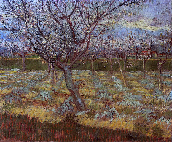  Vincent Van Gogh Apricot Tree in Bloom - Canvas Art Print