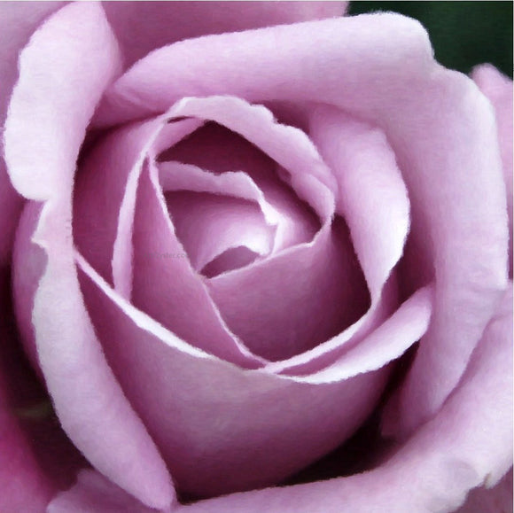  Our Original Collection Beautiful Purple Rose - Canvas Art Print