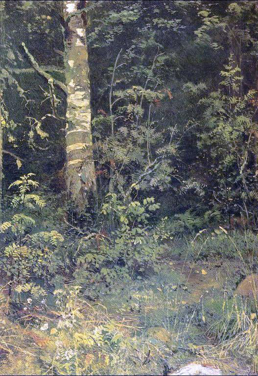  Ivan Ivanovich Shishkin Birch and Pocks (etude) - Canvas Art Print