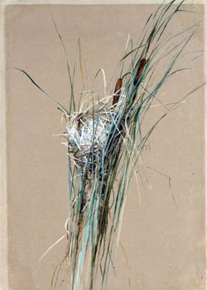  Fidelia Bridges Bird's Nest in Cattails - Canvas Art Print