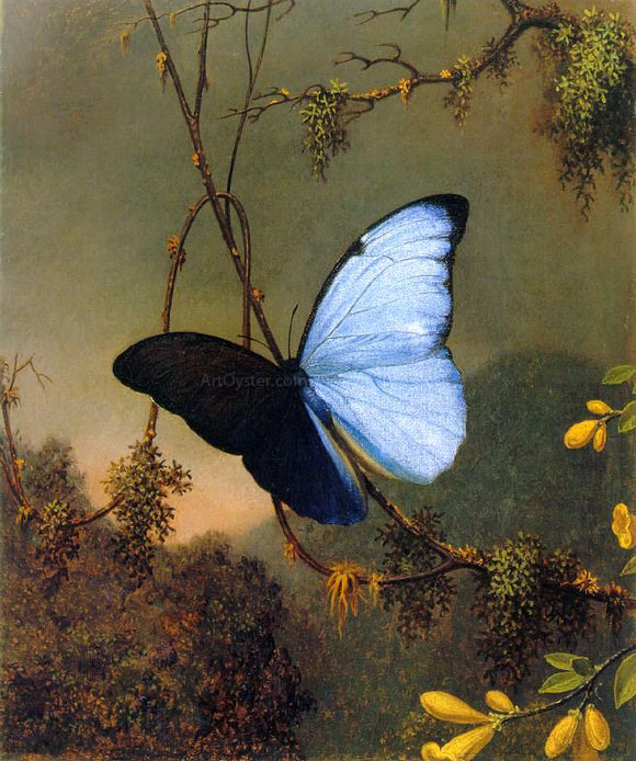  Martin Johnson Heade Blue Morpho Butterfly - Canvas Art Print