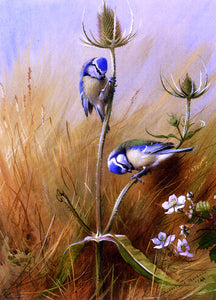  Archibald Thorburn Bluetits On A Teasel - Canvas Art Print