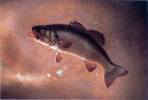  Gurdon Trumbull Broadtail Bass - Canvas Art Print
