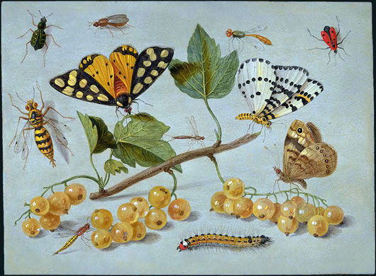  Jan Van I Kessel Butterflies and Insects - Canvas Art Print