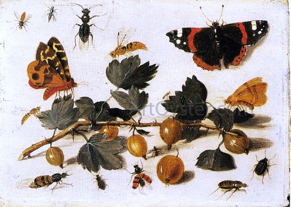  The Elder Jan Van Kessel Butterflies and Insects and a Spray of Gooseberries - Canvas Art Print