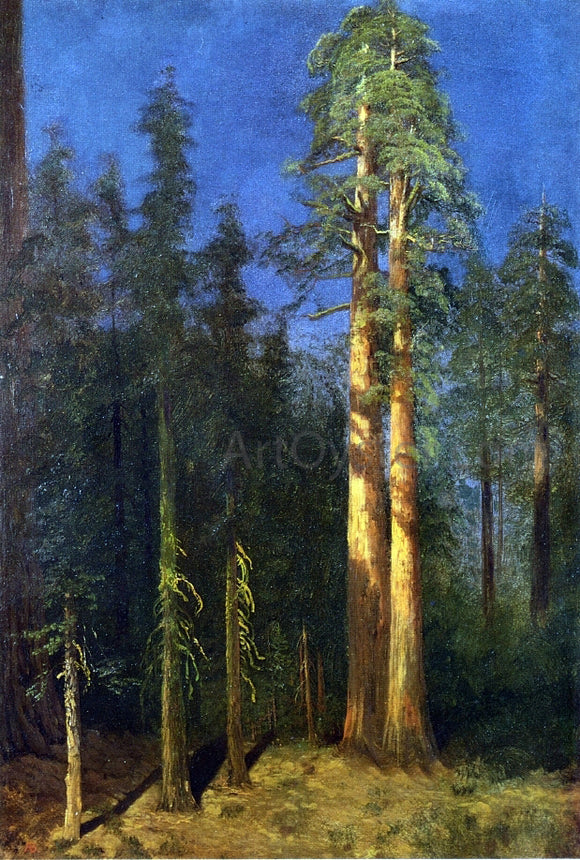  Albert Bierstadt California Redwoods - Canvas Art Print