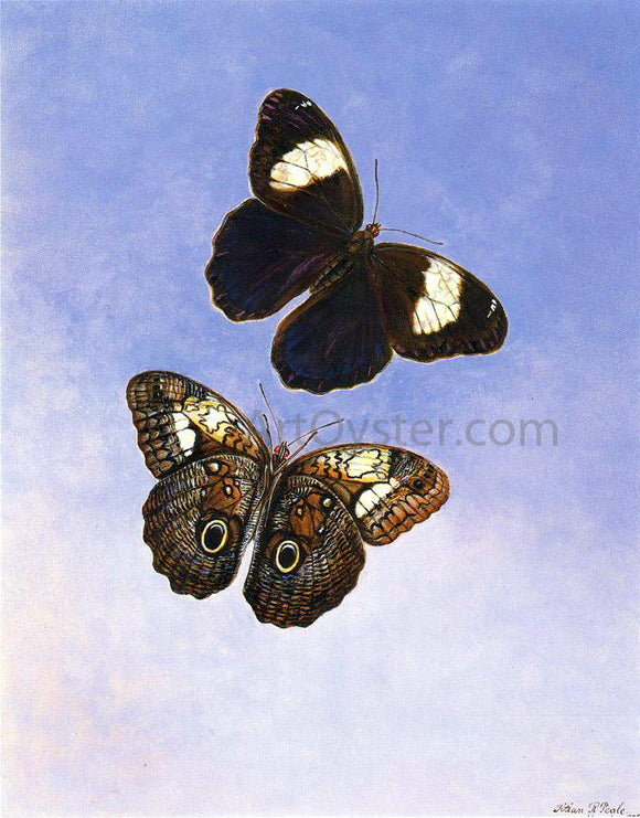  II Titian Ramsey Peale Caligo Martia (Butterflies) - Canvas Art Print