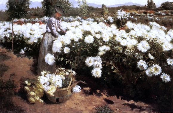  Fannie Eliza Duvall Chrysanthemum Garden in Southern California - Canvas Art Print