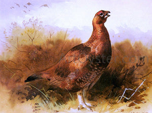  Archibald Thorburn Cock Grouse - Canvas Art Print
