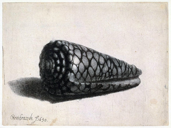  Rembrandt Van Rijn The Cone Shell (Conus marmoreus) - Canvas Art Print
