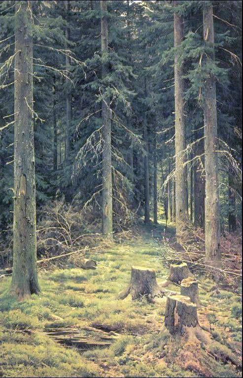 Ivan Ivanovich Shishkin Coniferous Forest - Canvas Art Print
