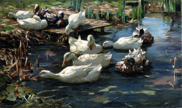  Alexander Koester Ducks in a Quiet Pool - Canvas Art Print
