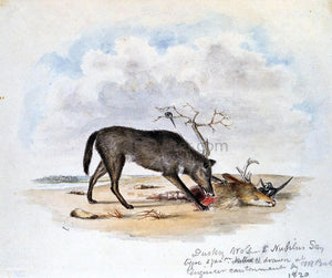  II Titian Ramsey Peale Dusky Wolf (Lupus Nubilus) (also known as Devouring a Mule-Deer Head) - Canvas Art Print