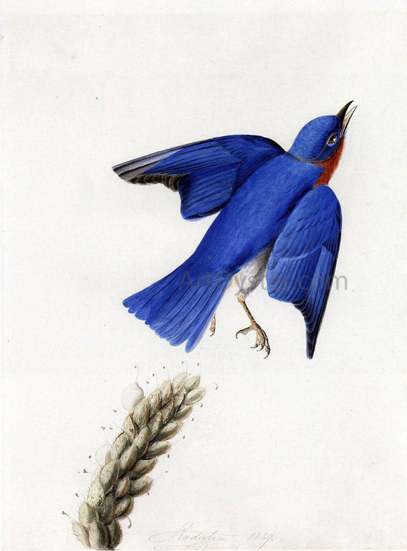  John James Audubon Eastern Bluebird - Canvas Art Print