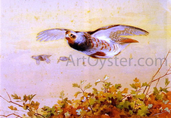  Archibald Thorburn English Partridge In Flight - Canvas Art Print