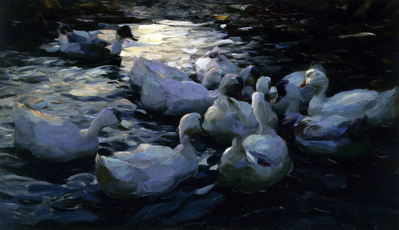  Alexander Koester Enten Im Wasser - Canvas Art Print