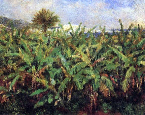  Pierre Auguste Renoir Field of Banana Trees - Canvas Art Print