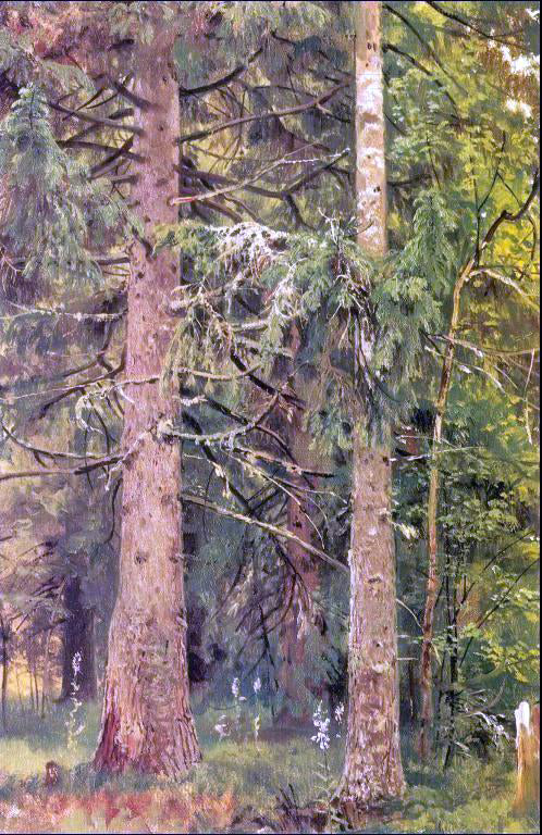  Ivan Ivanovich Shishkin Firry forest (etude) - Canvas Art Print