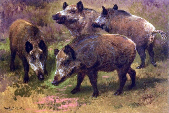  Rosa Bonheur Four Boars in a Landscape - Canvas Art Print