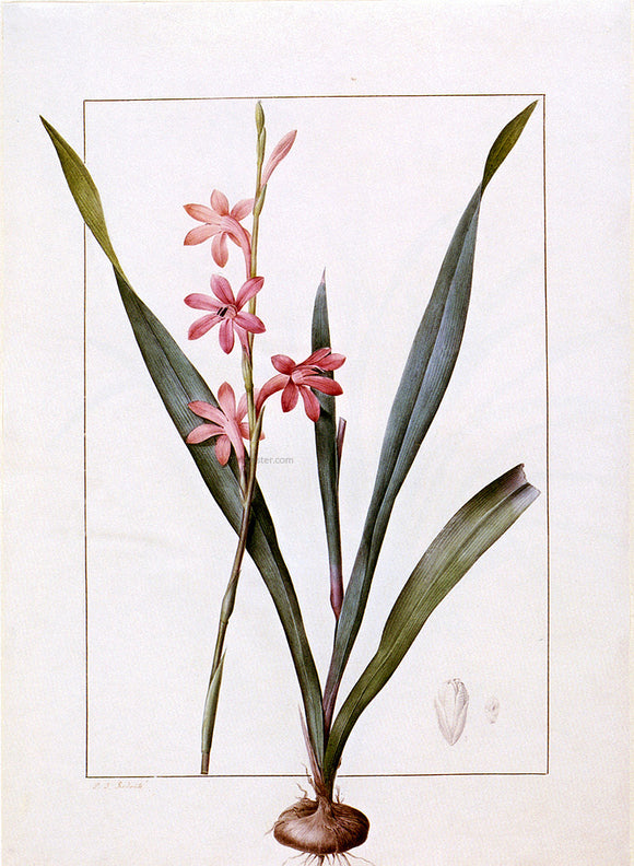  Pierre-Joseph Redoute Gladiolus Merianus - Canvas Art Print