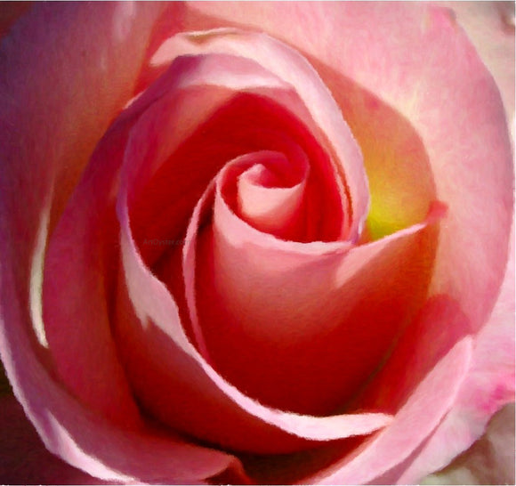  Our Original Collection Gorgeous Pink Rose - Canvas Art Print