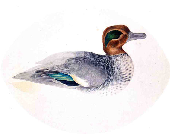  John James Audubon Green Winged Teal - Canvas Art Print