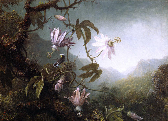  Martin Johnson Heade Hummingbird Perched near Passion Flowers - Canvas Art Print
