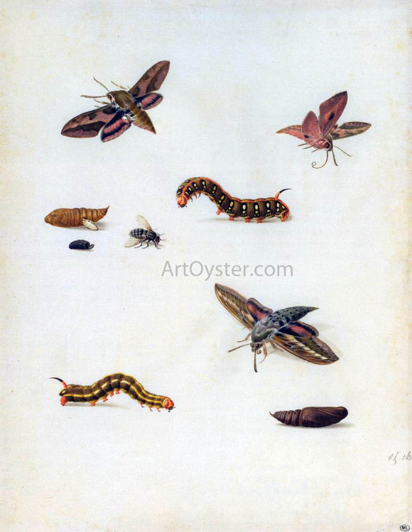  Herman Henstenburgh Insects - Canvas Art Print