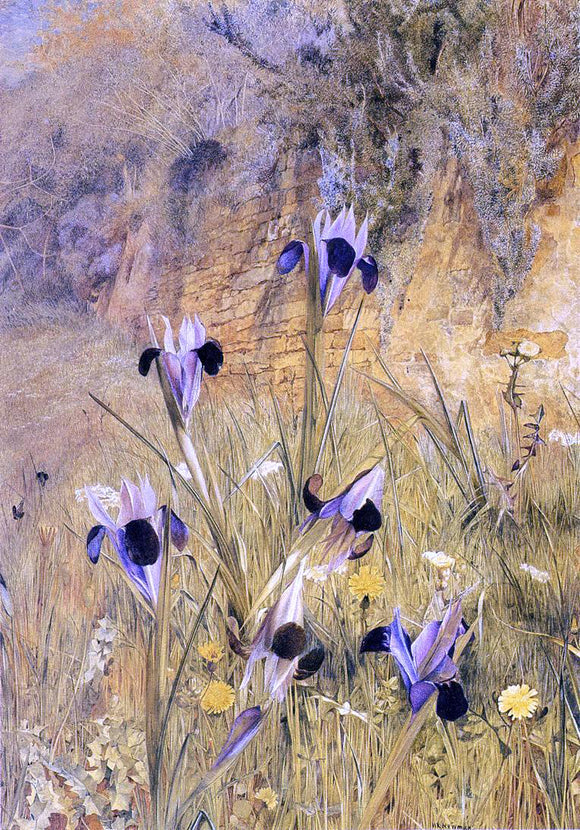  Henry Roderick Newman Irises in the Garden - Canvas Art Print