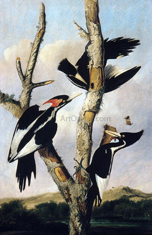  Joseph Bartholomew Kidd Ivory-billed Woodpeckers - Canvas Art Print